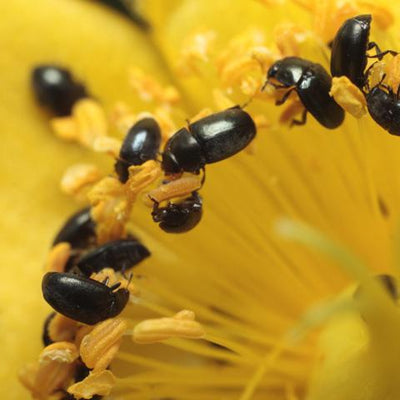 The attack of the pesky pollen beetles